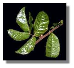 Poison Oak